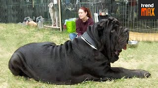 The BIGGEST DOG BREEDS In The World [upl. by Oraneg]