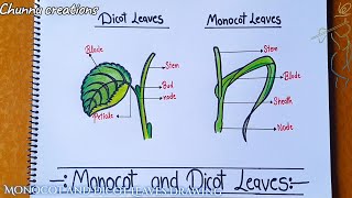 Dicot and monocot leaves drawing how to draw dicot leaves and monocot leaves diagram step by step [upl. by Pax]