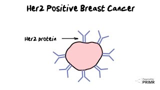 HER2positive Breast Cancer  How does it work A doctor explains with simple images [upl. by Shaun]