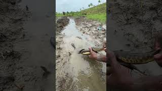 WOW Unbelievable Fishing fishing viral reels fypシ゚ trending shorts [upl. by Ahsirat]