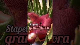 Stapelia grandiflora [upl. by Akialam]