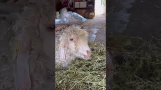 Wool and Cheese production in the French countryside 🌀🌿 [upl. by Ludmilla]