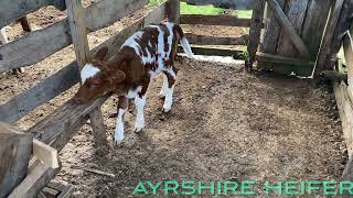 Ayrshire Heifer [upl. by Whitehurst]