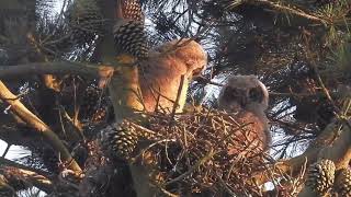 Great Horned Owl Bubo virginianus pacificus [upl. by Animahs371]