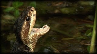 Aggressive Cottonmouth 01 Water Moccasin [upl. by Nesbitt918]