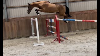 Parcival TV GRANDORADO NOP x CONCORDE  2020 gelding [upl. by Pontus]