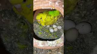 Bujji parrot breeding short treding budgies bird food [upl. by Vickie]