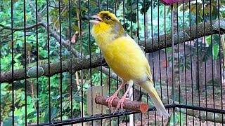 Unexpectedly The Song of This Belgian Canary Attracted Many Canaries to Sing [upl. by Noryak559]