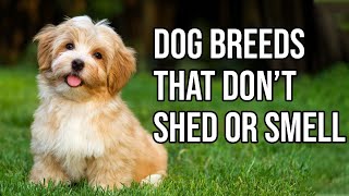 Top 10 Dog Breeds That Dont shed or smell  Small Dog Breeds That Dont Shed [upl. by Elmaleh]