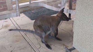 Beloved wallaby pet named Rupert safely located relieved owner confirms [upl. by Geerts40]