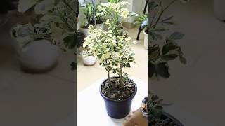 Lets do variegated Aralia trimming ☘️ shorts plants aralia gardening [upl. by Beera]