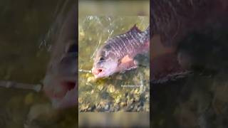 Mangrove Jack Fish catching in Live Prawn Bait fishingtecnique fishingislife fish fishing [upl. by Haukom]