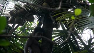 Kerala Coconut Tree climbing [upl. by Lubin]