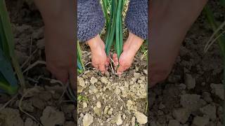 Pulling green onions process [upl. by Bentley]