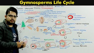 Life Cycle of Gymnosperms  Seeded Vascular Plants Tracheophytes [upl. by Aisanahta590]