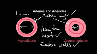 Structure and Function of Blood Vessels [upl. by Yvehc]