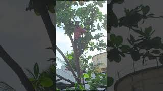 Almond Tree ytshorts climbing [upl. by Nogaem]