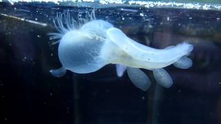 Hooded Nudibranch Melibe leonina [upl. by Layney]