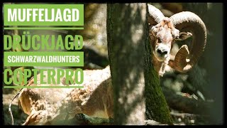 Jagd auf reife Muffelwidder Schwarzwaldhunters bei Copterpro  Mouflon hunting Germany [upl. by Edrahc]