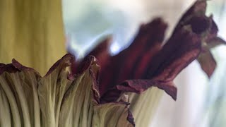 Hundreds arrive to see ‘Corpse Flower’ release its pungent smell [upl. by Nnaillij]