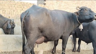 watch pure neeli Ravi buffalo for sale in Punjab Pakistan 03015437908 on YouTube [upl. by Tolmann]