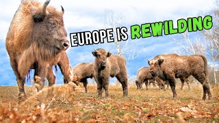 4 Megafauna REWILDING Projects in Europe [upl. by Hanway]