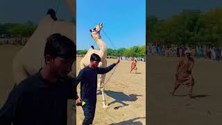 camel dance shorts camel viralvideo mustafajamali song [upl. by Ane]