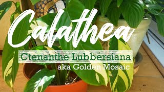 Calathea Ctenanthe Lubbersiana seems to be regaining its life princeindoorandoutdoorplan3003 [upl. by Adnuhsat]