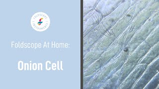 Foldscope at Home Onion Cell [upl. by Ario]