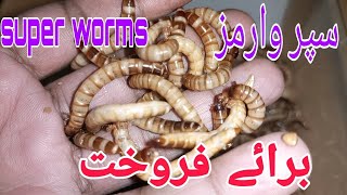 super worms farming in pakistan superworms business [upl. by Julieta189]