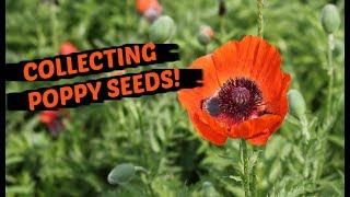 How To Collect Poppy Seeds  THE EASIEST METHOD [upl. by Lindsay883]