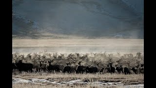 Hundreds of Elk Run across the National Elk Refuge December 2020 [upl. by Arahsit]