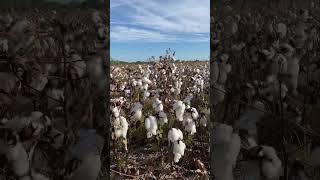 The Cotton Fields are looking so beautiful here in Alabama [upl. by Elicec]