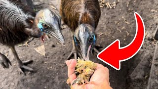 FEEDING My CASSOWARIES QUAIL [upl. by Anialahs]