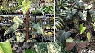 Philodendron domesticum variegata โดเมสติคั่มไม้ใบที่นักสะสมไม่ด่างไม่ควรพลาด [upl. by Herrera]