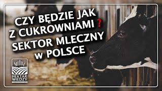 CZY BĘDZIE JAK Z CUKROWNIAMI SEKTOR MLECZNY W POLSCE  HEKTAR WIEDZY [upl. by Oivaf]