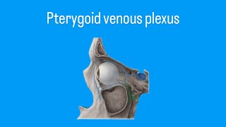 pterygoid venous plexus [upl. by Ecniuq]