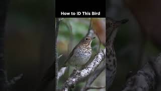 Can you identify this thrush [upl. by Lak]