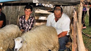 MILKING the flock of sheep in a rustic sheepfold [upl. by Birch]