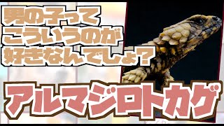 ひとくち動物図鑑44 アルマジロトカゲ VOICEROID解説 [upl. by Nithsa739]