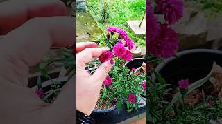 adipoli daisy plant flowering tips fertilizer of daisy plant growing tips of daisy plant Litty [upl. by Eceinaj]