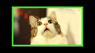 6 Astuces Efficaces Pour Éloigner les Chats Facilement [upl. by Alisha]