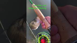 Pro fly rod combo at a beginner price fishing maxcatchfishing [upl. by Esmaria59]