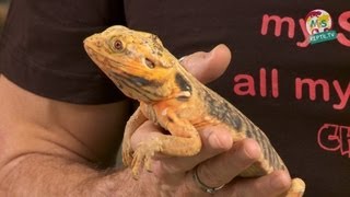 ReptilTV  Folge 41  Bartagamen Basics [upl. by Nnylekoorb]