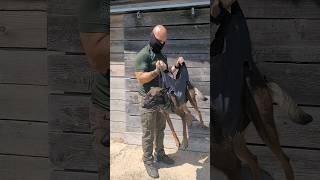 K9 SPORT chien dog malinois dogtraining k9 dogtrainer [upl. by Anoj728]