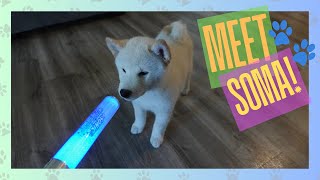 Meet Soma We got a Shiba Inu puppy [upl. by Ahsieni]