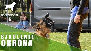 Szkolenie psów obronnych atak obrona osób i mienia  dogfabricpl [upl. by Violante]