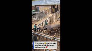 Zoo Keepers Applying Ointment On Rhino [upl. by Marrin]