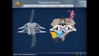 Istologia 23  Nervoso parte 3 [upl. by Stasny]