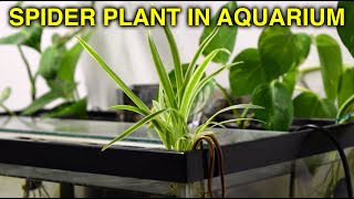 How To Propagate Spider Plants For Aquariums [upl. by Olrak628]